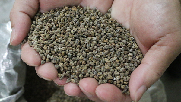 【釀酒設(shè)備廠家】苦蕎五糧酒釀酒技術(shù)，有想學(xué)的嗎？