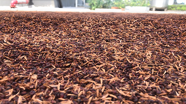 釀酒蒸餾設備釀酒后的酒糟，除了養(yǎng)殖還可用來干什么？