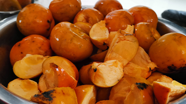 豐年用白酒蒸餾設備做酒迎新春 柿子酒是這樣釀成的