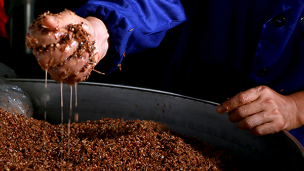 傳統(tǒng)固態(tài)釀酒，酒醅含水量對酒質(zhì)和出酒率有影響嗎？