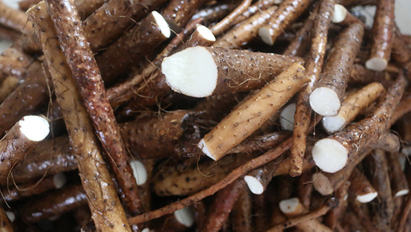 山藥酒怎么做？國家高級釀酒師——雅大釀酒設(shè)備蔣老師教您做山藥酒