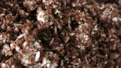 若大型釀酒設(shè)備酒廠采用大曲+小曲混合發(fā)酵，酒會好喝嗎？