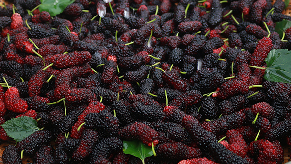 桑葚滯銷急壞果農(nóng)，用果酒釀酒設(shè)備釀成酒助果農(nóng)走出困局