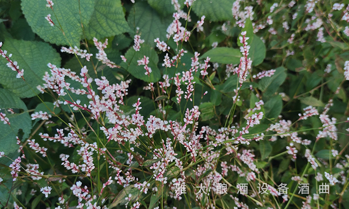 為什么不同酒廠釀造的小曲清香酒味道不一樣？ 5