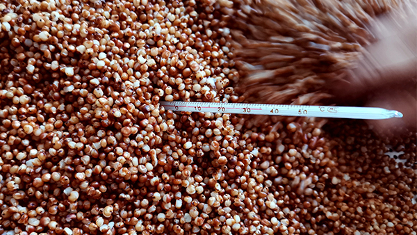 知道酒曲微生物與溫度的關系，才能進一步提升白酒出酒率！
