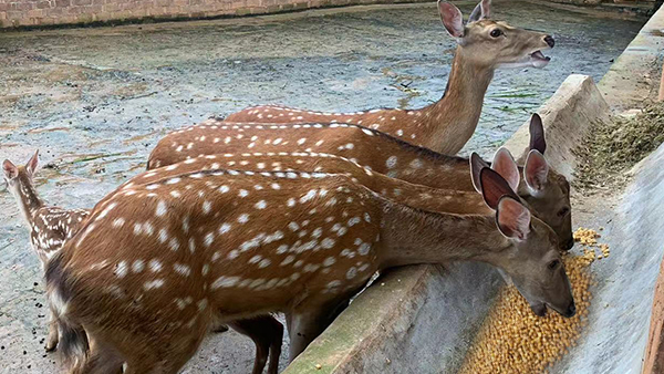 引進(jìn)生物顆粒釀酒設(shè)備，打造新時(shí)代下的親子莊園