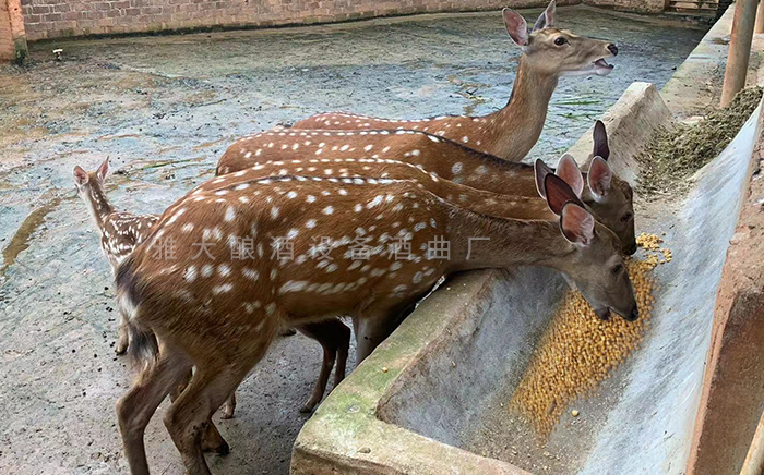 酒糟粗蛋白質(zhì)含量高、梅花鹿尤其喜食
