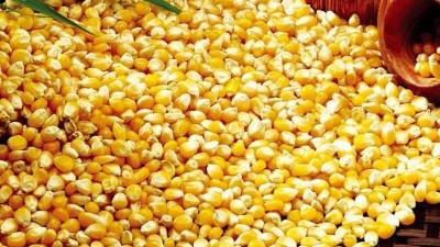 用玉米釀酒設(shè)備做酒，怎樣才能將每粒玉米中的淀粉吃干榨凈？