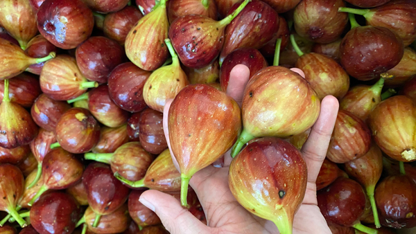 不會(huì)做無(wú)花果酒，雅大電加熱釀酒設(shè)備釀酒師親自上門(mén)指導(dǎo)！