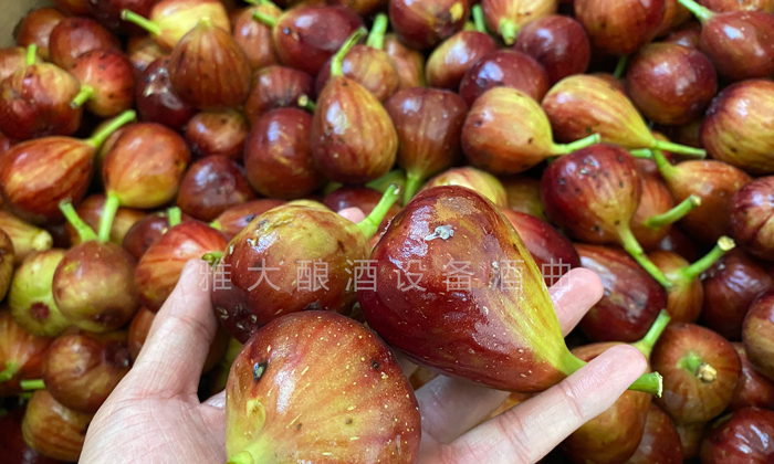 9.16挑選出來的長相難看的無花果、小果