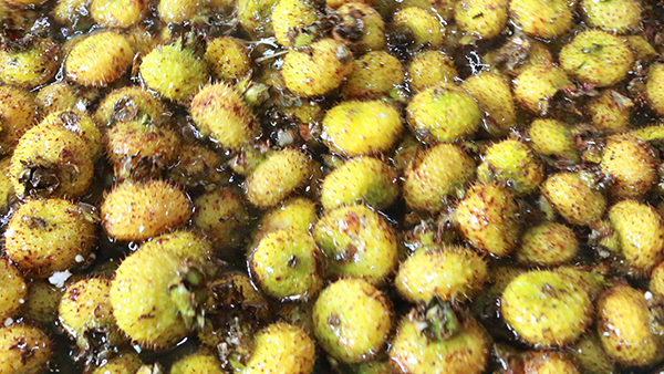 山間野果變黃金佳釀！刺梨季倒計時，雅大助您搶占刺梨酒財富先機！