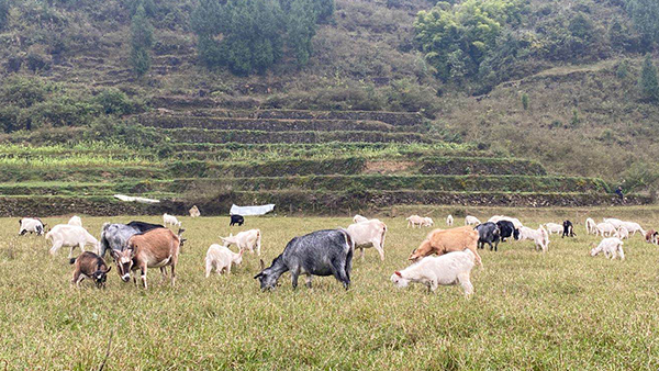 聽過酒糟養(yǎng)豬，內(nèi)蒙冀總卻用釀白酒設備釀酒后的酒糟養(yǎng)鴕鳥