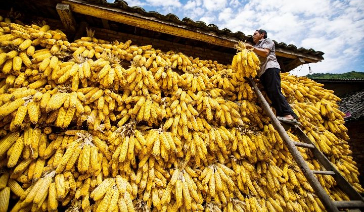 9.24重陽(yáng)節(jié)新玉米已曬干入倉(cāng)