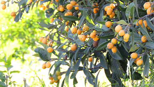 滯銷枇杷別丟棄！7步釀出高價(jià)果酒，畝產(chǎn)利潤(rùn)翻5倍！