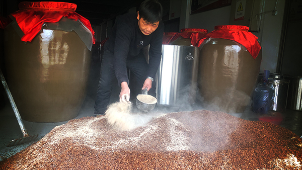 白酒釀造的主力不是人，而是酒曲中的微生物