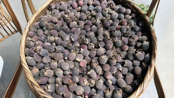 大山里隨處可見的野果，用小型酒廠釀酒設(shè)備釀成酒更美味！