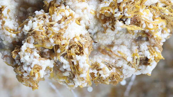 重陽節(jié)養(yǎng)生佳釀，菊花糯米酒的釀酒技藝