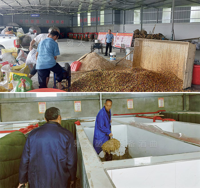 酒廠每天加班加點(diǎn)的釀造甜桿酒，生意火爆