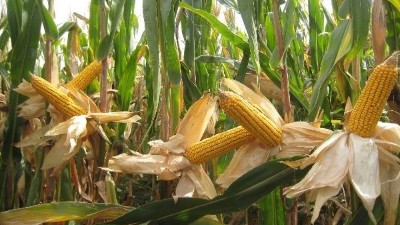 玉米滯銷村民心中苦，劉哥借助白酒釀造設(shè)備釀出“脫貧致富酒”