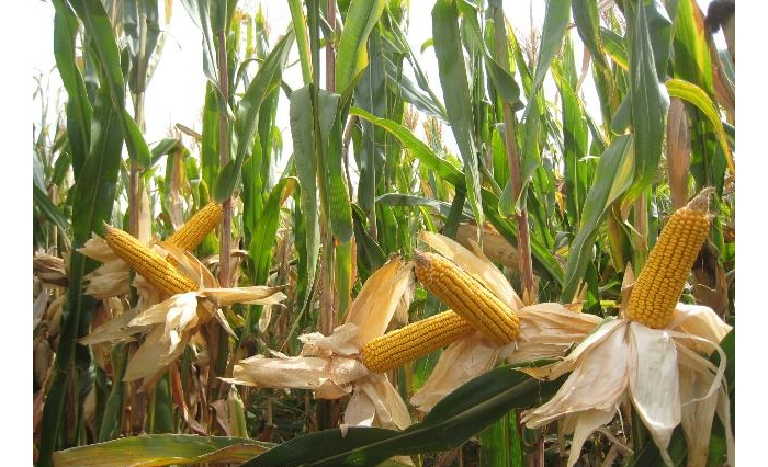 10.25玉米種植-