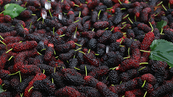 用這種方法做的桑葚酒酸甜可口，新手小白也能做！