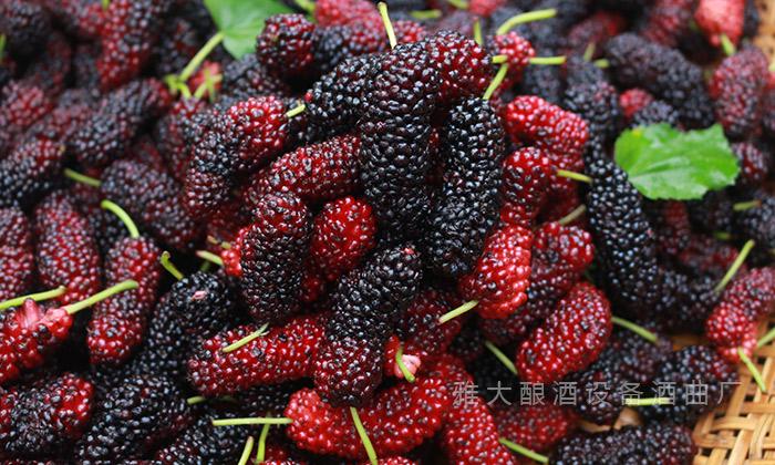 采摘新鮮、成熟的桑葚