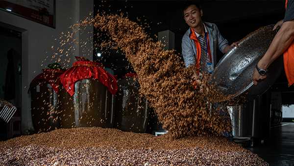 完整版粉碎固態(tài)五糧釀酒技術(shù)，想學(xué)的趕緊看過來！