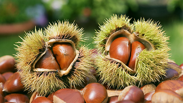 我想釀板栗酒，用哪一款酒曲比較好？