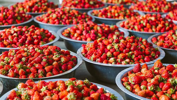 適合女性小酌一杯的微醺草莓酒，口感清甜不易醉人