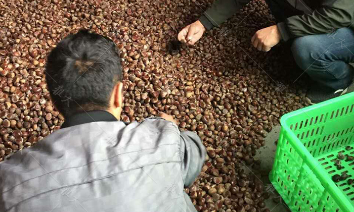 11-22板栗挑選新鮮、飽滿、無蟲蛀、無霉變的為原