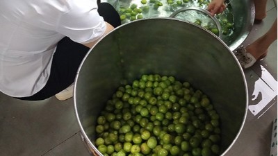 李子熟了，又一個(gè)朋友來(lái)雅大不銹鋼釀酒設(shè)備學(xué)做李子酒