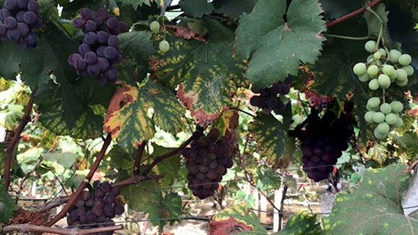 掌握這些步驟，你就能成為葡萄酒釀造高手