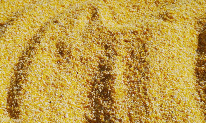 9.8玉米熟料液態(tài)發(fā)酵，請將玉米粉碎成小顆粒