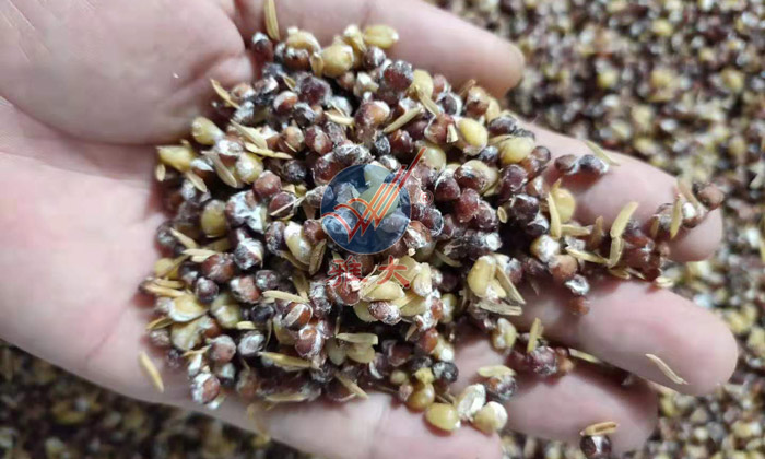 12.7高粱糖化完成，表面長滿菌絲