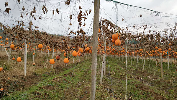 引進果酒釀酒設備做酒，發(fā)展瓜蔞全產(chǎn)生鏈，帶動村民就業(yè)增收
