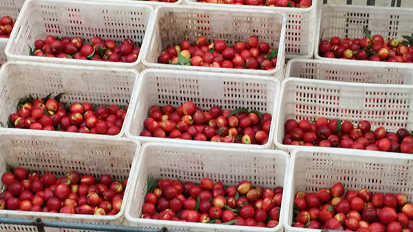 小果、殘次的桃子賣不掉，用果酒釀酒設備做成酒利潤翻倍！