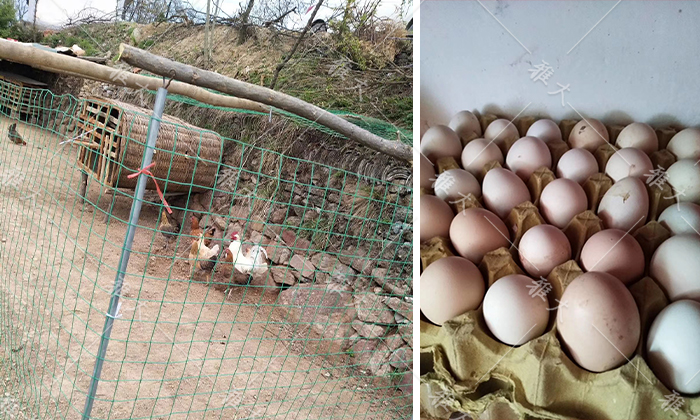 924趙總建設(shè)大型養(yǎng)殖場，用酒糟養(yǎng)豬、養(yǎng)雞