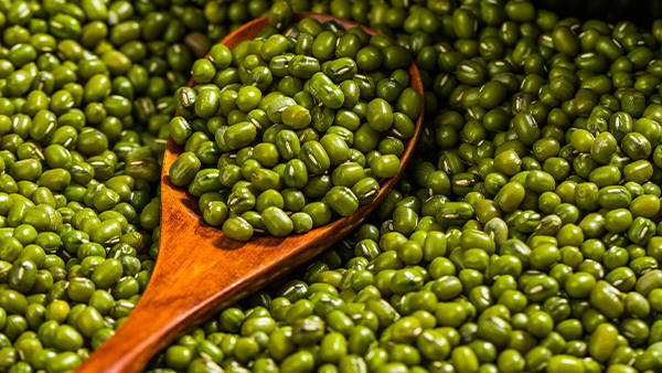 用釀酒蒸餾設(shè)備做綠豆酒，工藝簡單，趕緊學(xué)起來！