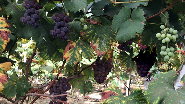 用果酒釀酒設(shè)備釀造葡萄酒的詳細(xì)步驟，全在這兒了！