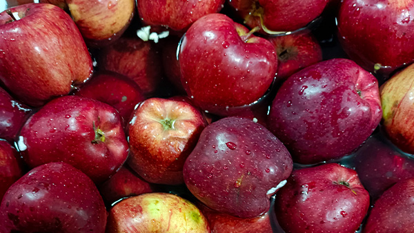 用大型釀酒設備做蘋果酒，“剩蘋果”搖身一變成為致富果