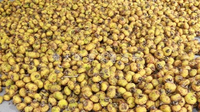 脫貧致富酒，刺梨酒怎么釀？電加熱釀酒設(shè)備釀造刺梨酒技術(shù)