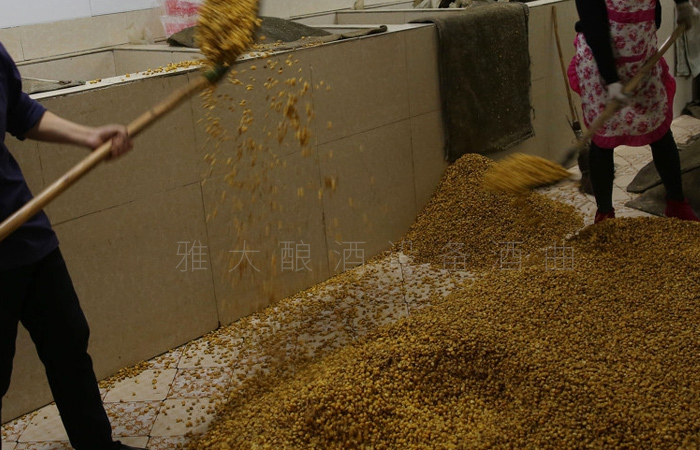 9.2玉米固態(tài)釀酒技術——入池發(fā)酵