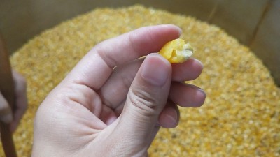 很多人用烤酒設(shè)備做固態(tài)酒時用這種水泡糧，怪不得不出酒！