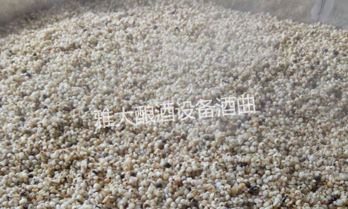 9.16剛剛用中型釀酒設備蒸好的薏米