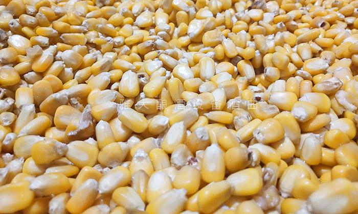 原料的選擇一定要飽滿、新鮮無(wú)霉