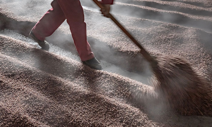 10.10想釀出好酒，經(jīng)驗手法很重要1