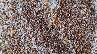 用小型白酒釀酒設(shè)備蒸的酒苦味重，快查查原料是否處理得當(dāng)！