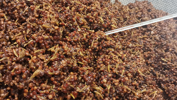 早春用白酒釀酒設(shè)備做固態(tài)酒，糖化不升溫怎么辦？