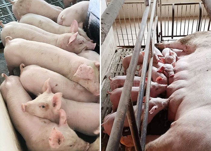 12.15釀白酒設(shè)備釀酒為主，養(yǎng)豬為輔，僅一年時(shí)間，收入百萬