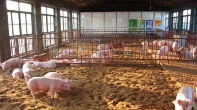 釀白酒設備釀酒為主，養(yǎng)豬為輔，僅一年時間，收入百萬